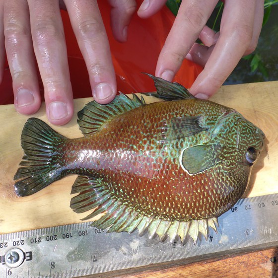 Fingers gently holding a live sunfish with red and green scales along a metal ruler on a wooden board.