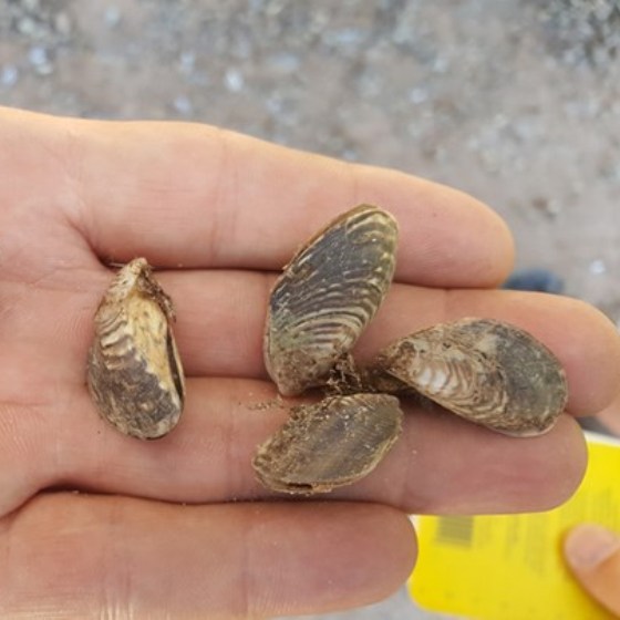 Holding Quagga/zebra mussels in the fingers of a hand. Small grey and brownish shells, one to one and a half inches in length.