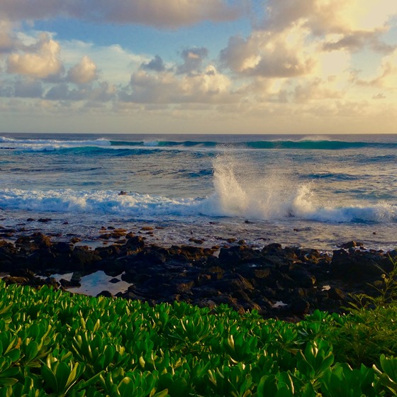 An ocean wave breaks over a rocky coastline, with vibrant low-growing plants in the foreground and bright white clouds overhead.