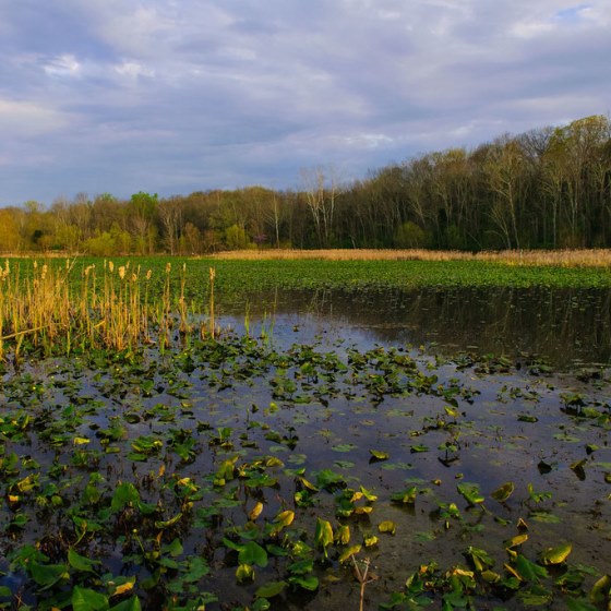 Marshy wetlands with aquatic vegetation growing throughout and a thick treeline in the backgorund along the water's edge under an overcast sky.